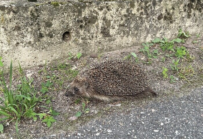 愛沙尼亞選定刺蝟為2026年度動物　喚醒環境保育意識