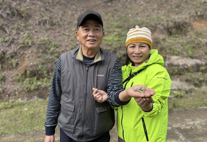 北越山區台灣人身影　十年執著成稀有古樹茶製作先驅
