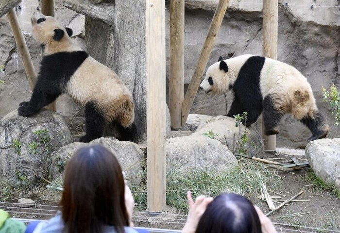 日本上野動物園大貓熊最後參觀日　27日將返回中國