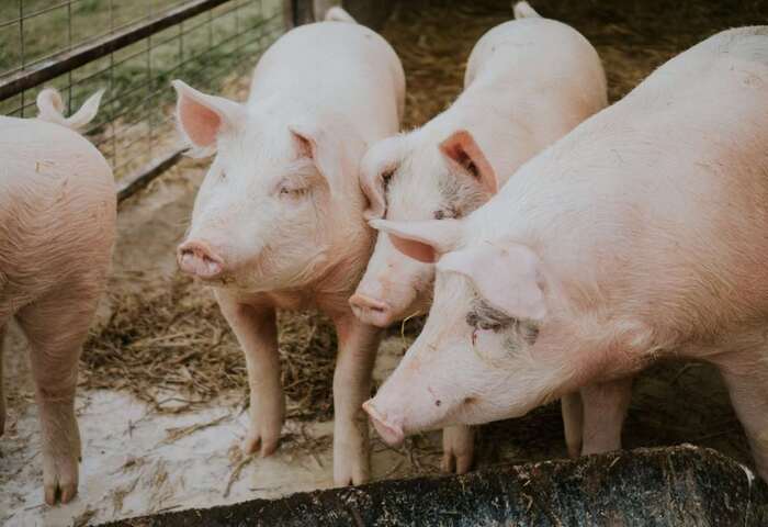 韓國非洲豬瘟疫情擴散　飼料中首度驗出病毒