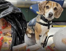 美國K9立功　查獲泰國肉鬆三明治逾百份