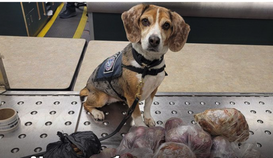 嗅出違規農產品　美國K9犬查獲入境違規