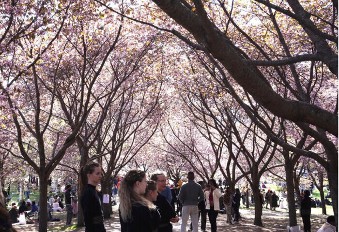 芬蘭赫爾辛基花見節登場　櫻花公園湧現和服賞花人潮