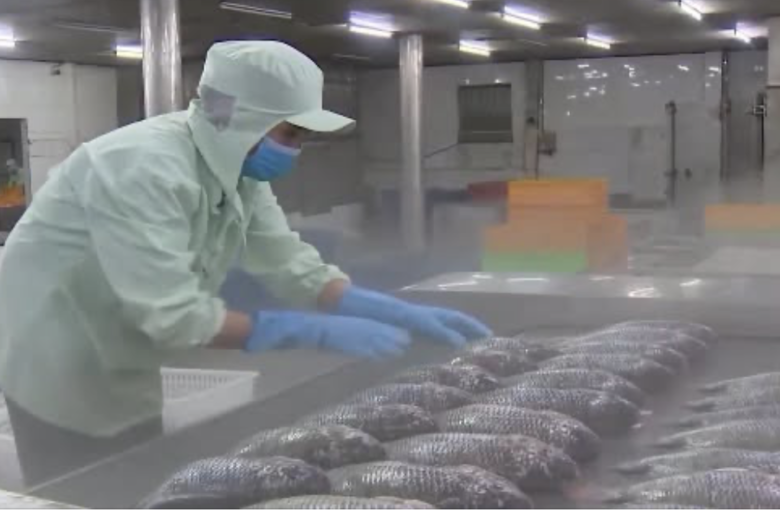 越南羅非魚進軍日本　首登壽司市場