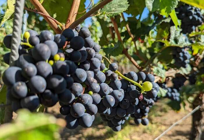 熱浪乾旱衝擊法國葡萄酒業　今年產量恐跌至70年新低